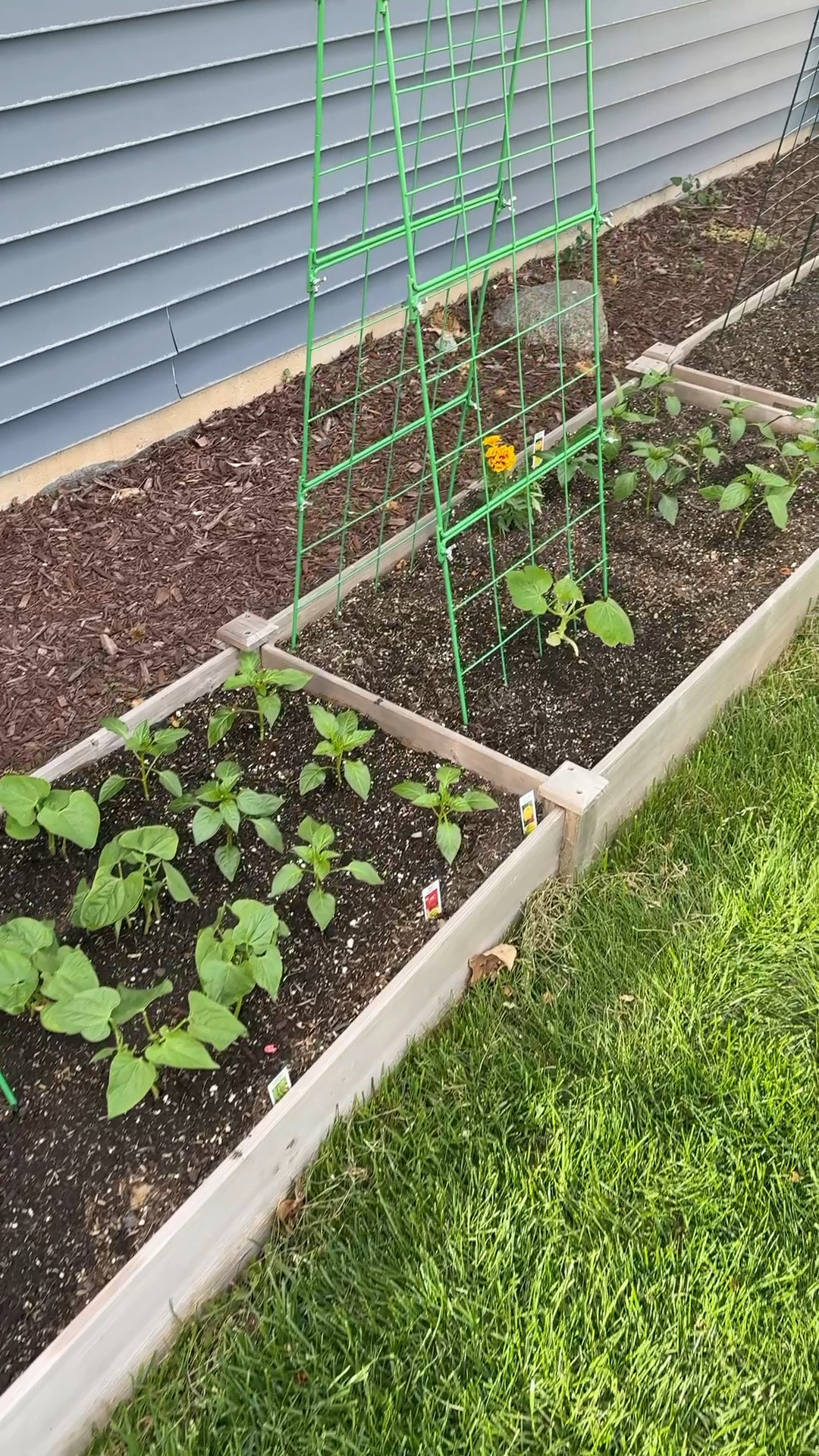 My garden set up this year! 

#LTKSeasonal #LTKHome