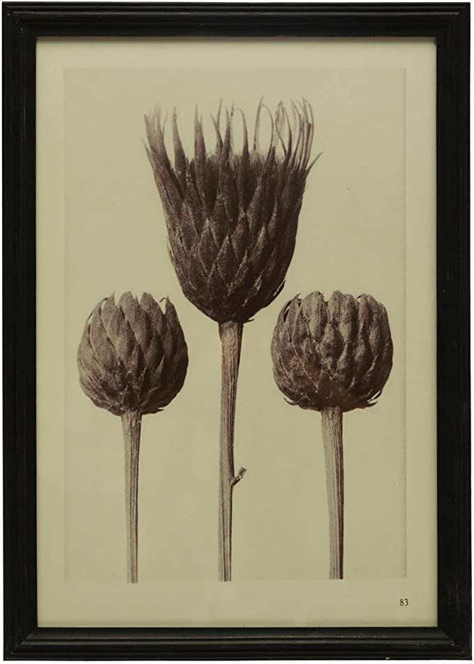 Creative Co-Op Wood Artichoke Glass Cover, Multicolor Framed Prints, Black | Amazon (US)