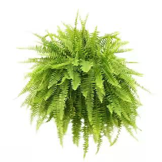 Costa Farms Boston Fern in 10 in. Hanging Basket 10BOSTHB | The Home Depot
