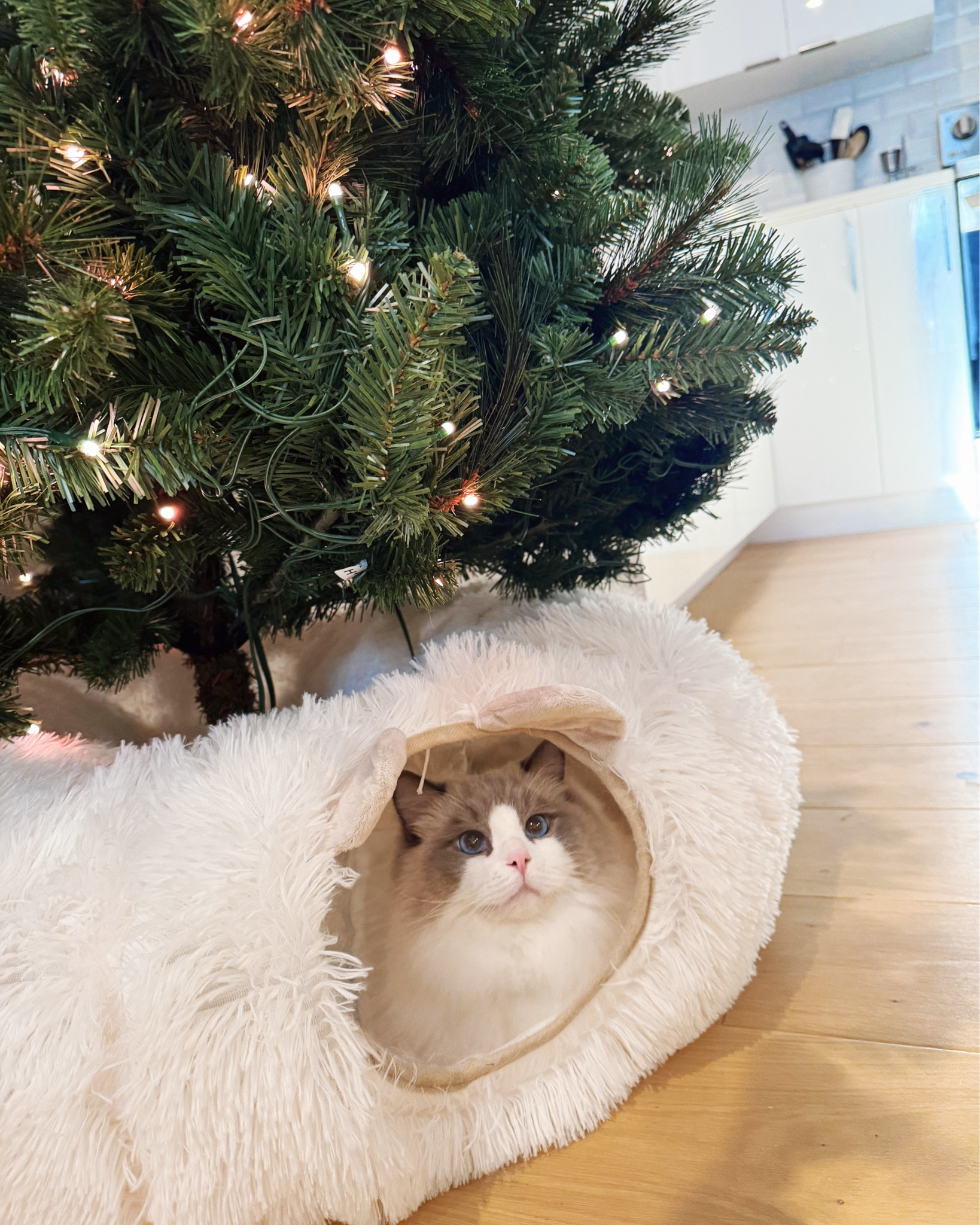 Because it’s almost that time of year again 🎄🐾
This cozy cat tunnel is my secret weapon for keeping my cats distracted from the Christmas tree 😂 It’s from ZVBEK on Amazon - soft plush, doubles as a cat bed, and you can set it up as a straight tunnel or a full donut!
I got the cream white, but linking more colors + other style options 💕

#LTKPets #LTKHoliday #LTKHome