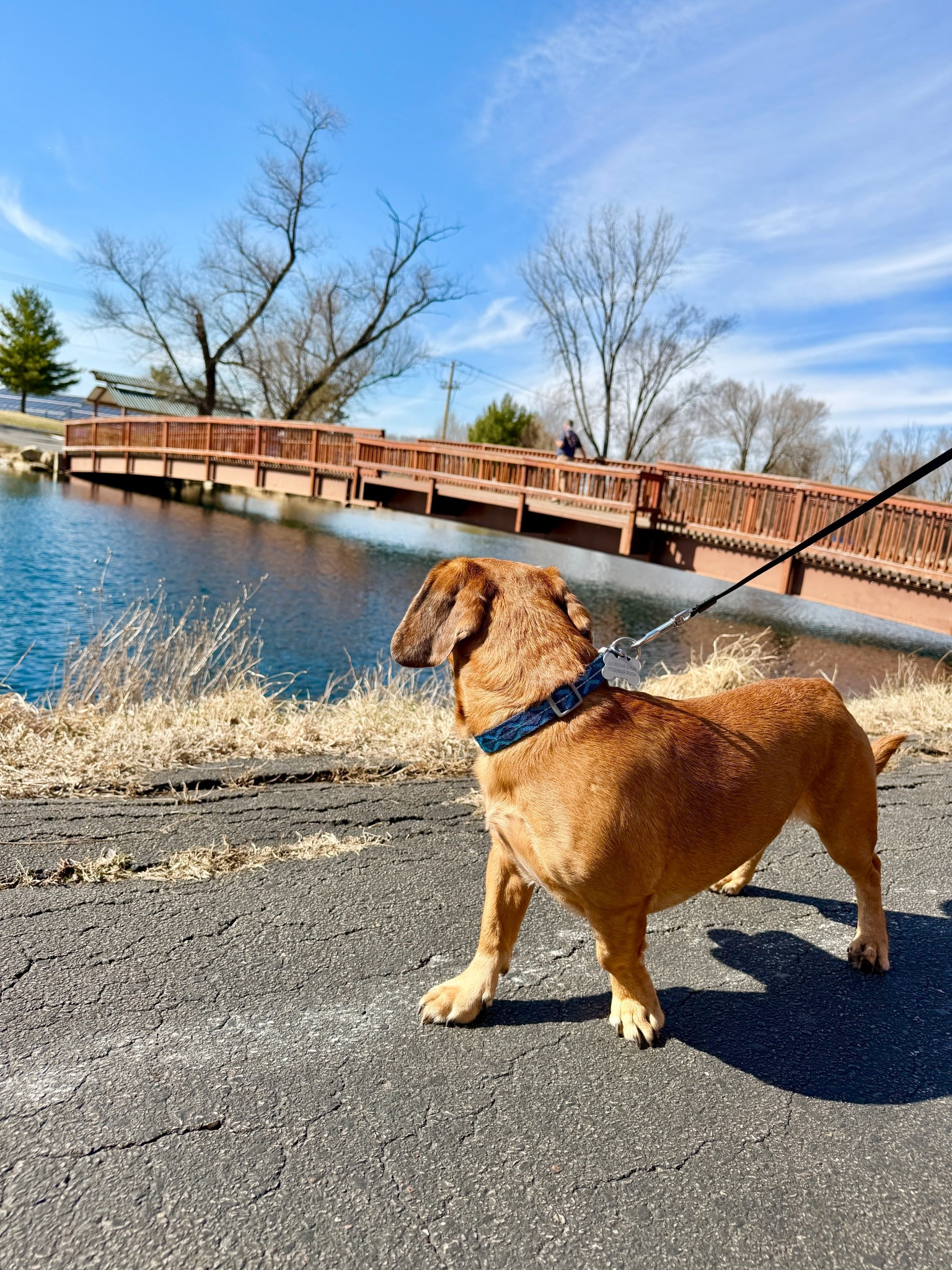 My Favorite Dog Walking Items🫶

Dog mom, dog lover, pet lover, dog supplies, dog essentials, puppy supplies, walk essentials, Amazon pet finds, dachshund owners, wiener dogs, small dog items, dog life

#LTKmomlife #LTKActive