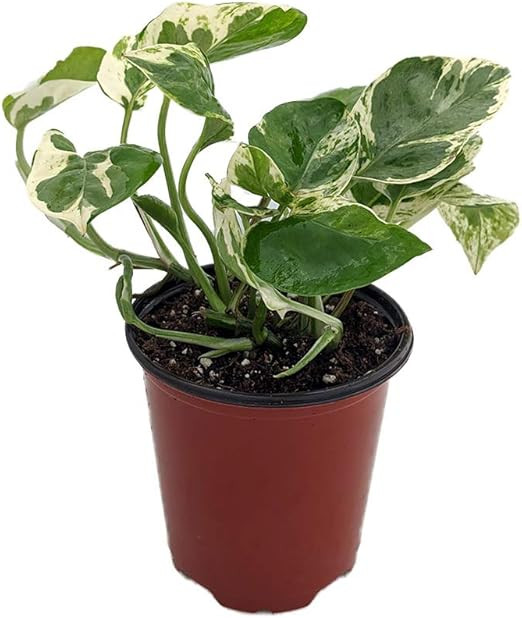 N Joy Pothos - Epipremnum aureum - 4" Pot - Good in Low Light | Amazon (US)