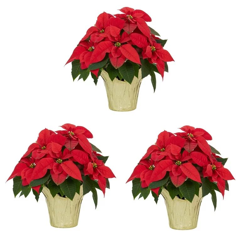 Expert Gardener 1.5QT Red Poinsettia (3 Count) Live Plants with Decorative Champagne Cover for Pl... | Walmart (US)