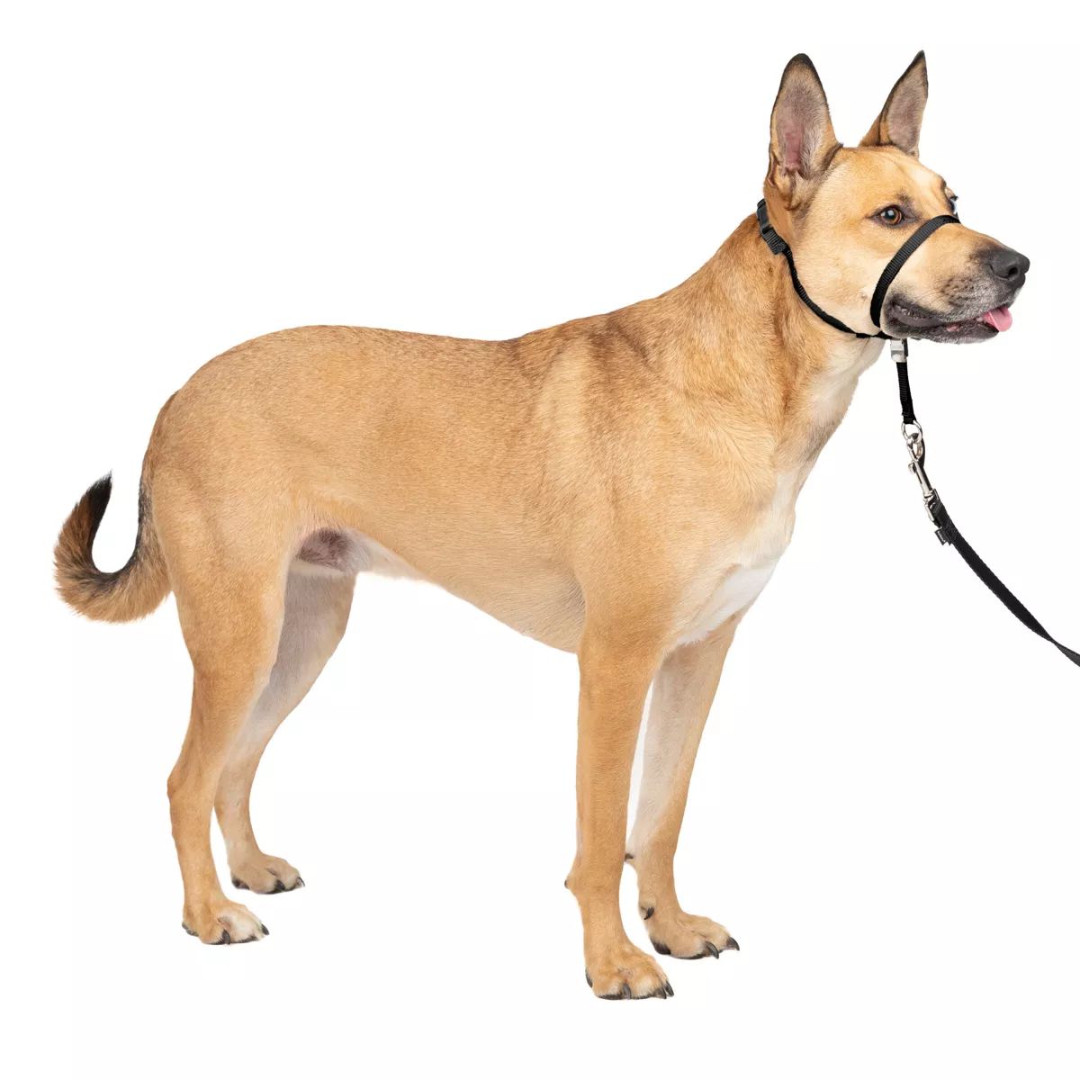 PetSafe Gentle Leader Headcollar Adjustable Dog Harness | Target