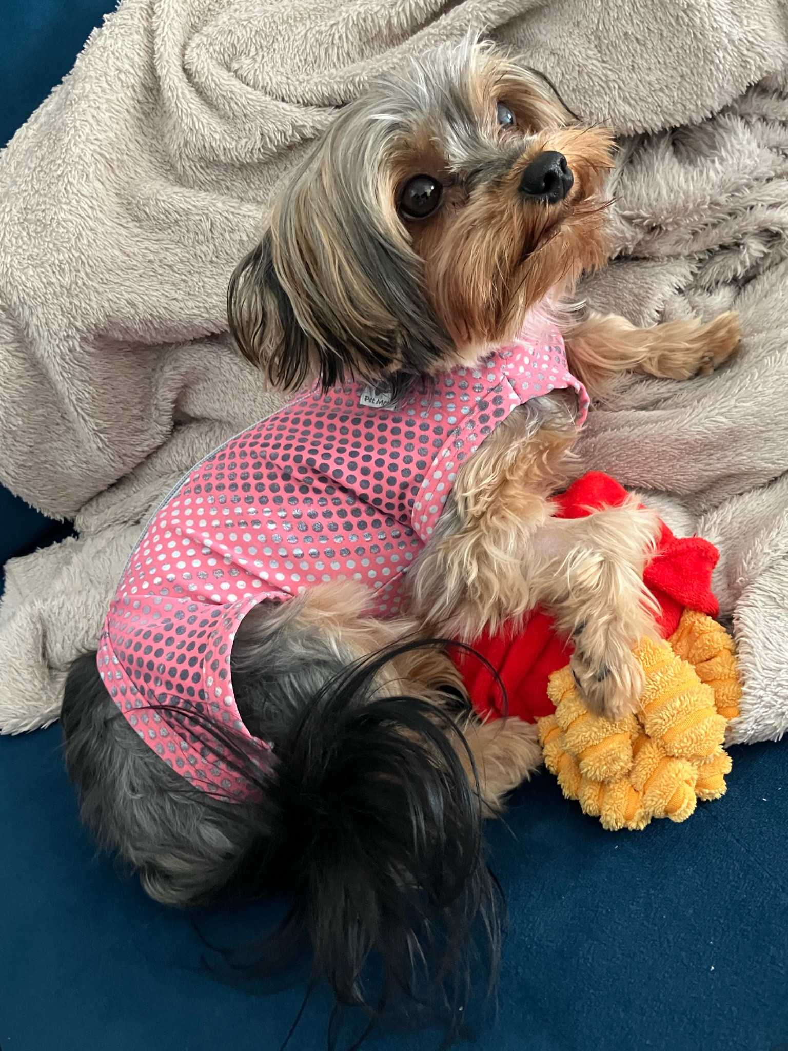 Oi gente! Castrei a Laika e quero aproveitar para recomendar essa roupinha cirúrgica! 
#LTKdog 