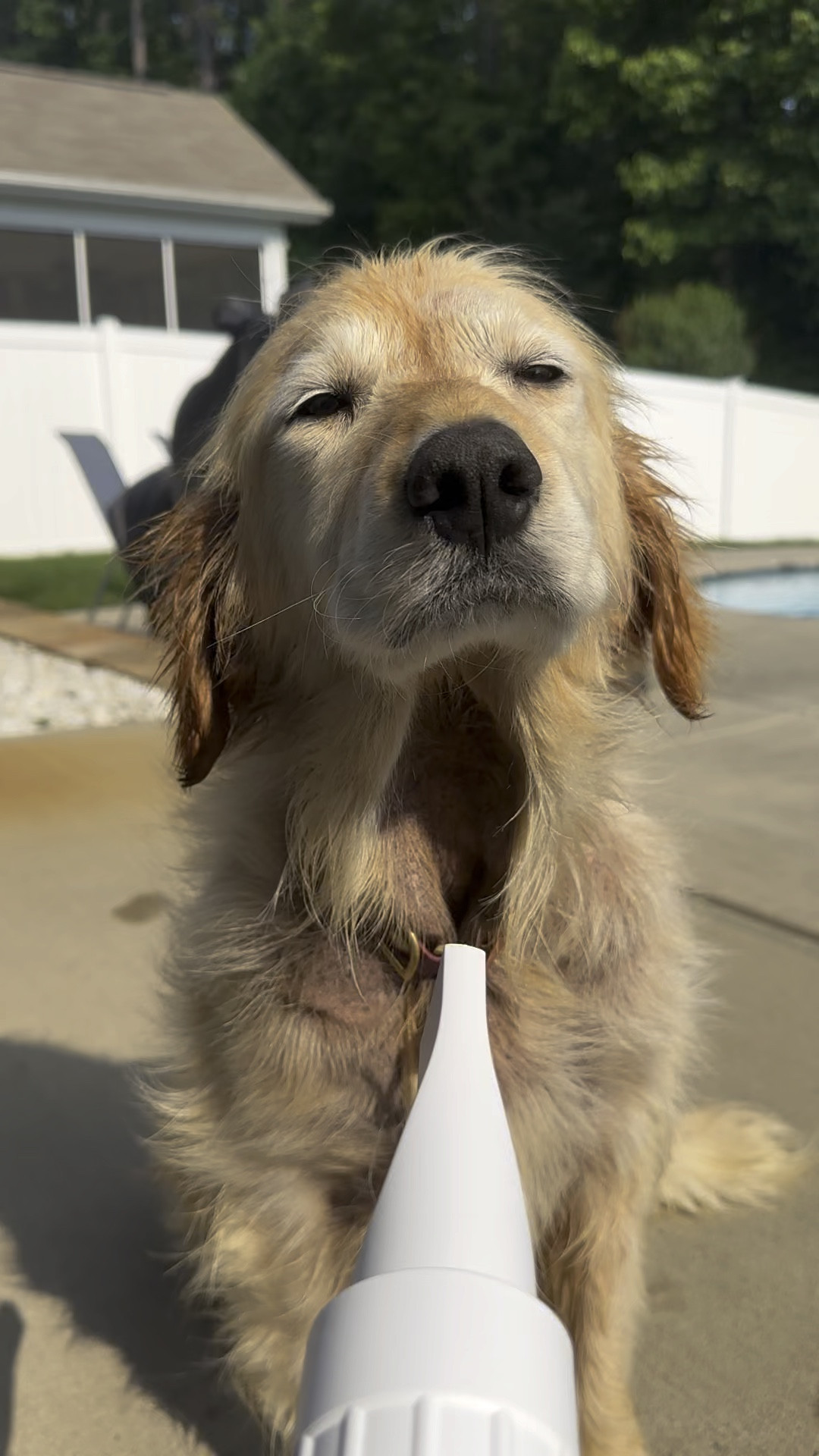We LOVE this blow dryer from Amazon. It’s quiet enough the dogs don’t mind it, but it is strong enough to get the job done. #LTKPrime #LTKpets #LTKamazon