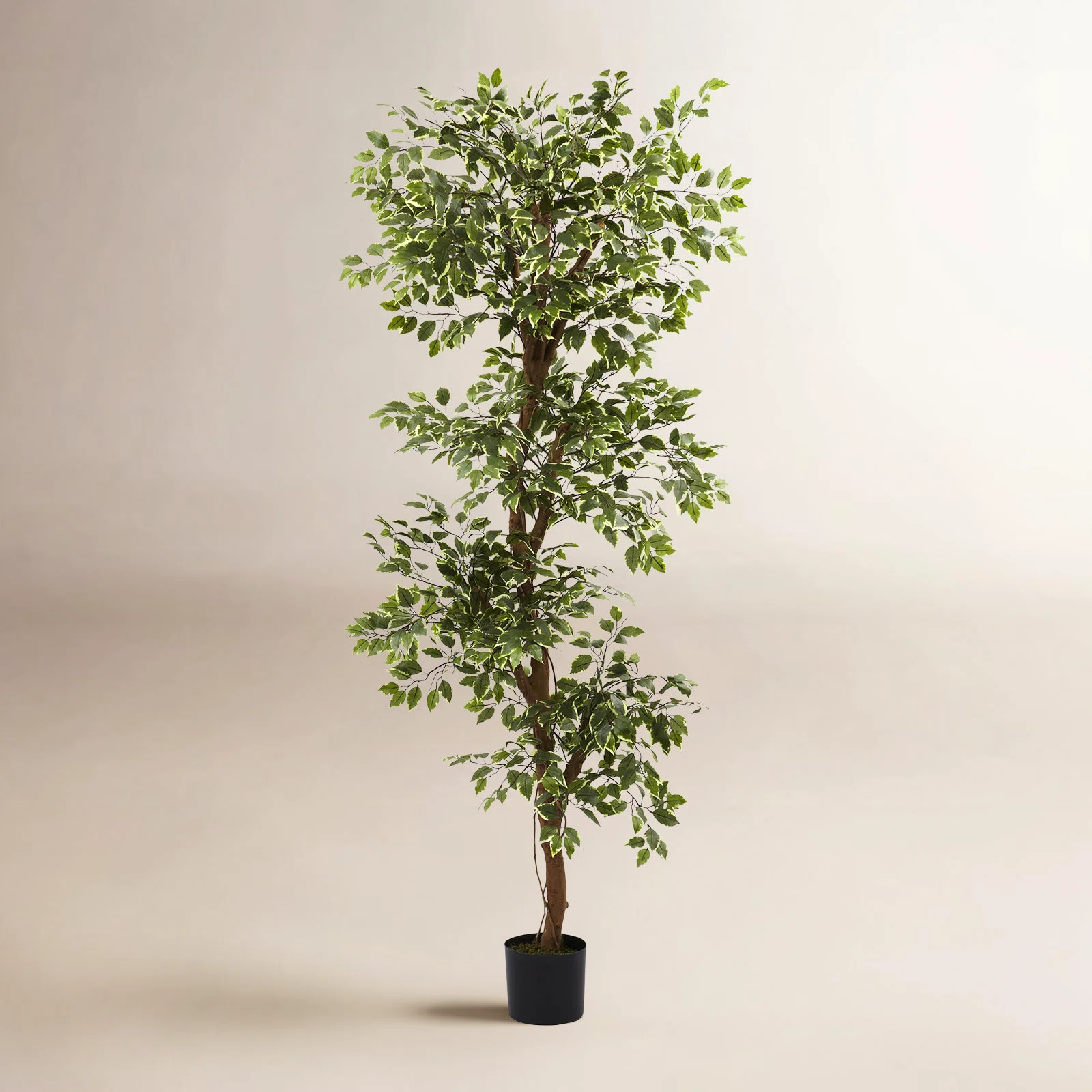 Birch Lane™ 66" Variegated Ficus Tree in Pot & Reviews | Birch Lane | Birch Lane