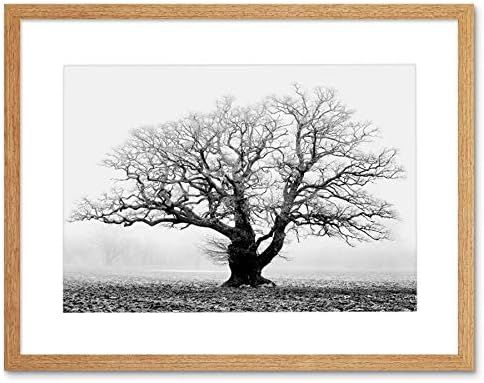 Old Oak Tree Black White Mist Fog Photo Framed Art Print Picture & Mount F12X634 | Amazon (US)
