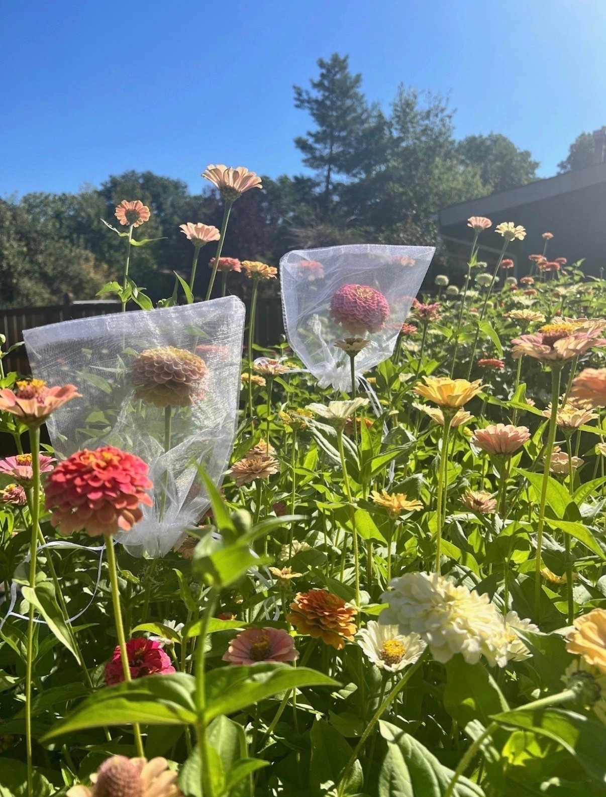 These organza bags have been so helpful for seed saving 🌸 I like using them on blooms I want to collect from, and they help keep everything protected until I’m ready to grab the seeds!

#LTKSaleAlert #LTKSeasonal #LTKHome