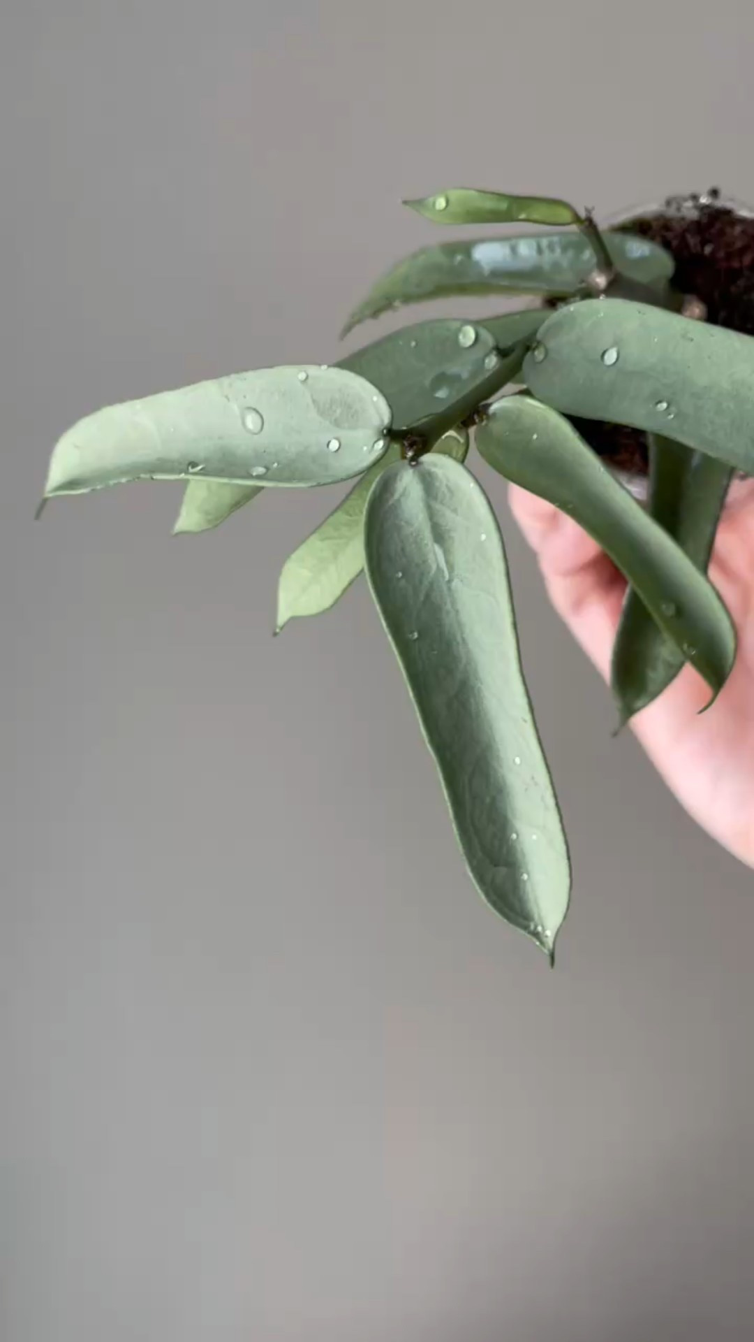 Hoya pandurata tsiang silver is from my local Hoya friend and it is a very welcomed addition to my collection. It’s so pretty with its silver coloring. I’m hoping I can get it to bloom on the miniature, peduncle I see forming at the tip of the vine. 🤞 Wish me luck!

Liz’s personal care experience only…every environment is different:
🪴Light: grow lights 
🪴Water: when dry
🪴Avg Temp last 30 days: 74F
🪴Relative Humidity last 30 days: 45%
🪴Fussy: not for me
🪴Rate of growth: medium 
🪴Rareness: not common
🪴Pot size: 3 oz cup
🪴Potting Mix: my coco coir potting mix 
🪴Fertilizer: I apply a nutrient-rich fertilizer tailored for Hoyas approximately every other watering when the plant isn’t dormant. It’s packed with essential macro and micronutrients, it’s the best I’ve found for hoyas
🪴Rooting Method: in my custom coco coir mix in a clear plastic prop box on top of a heat mat, under a strong grow light
🪴Time In My Care: 2-3 months
🪴Would Liz recommend this one: yes. Easy grower that roots very easily and shows growth quickly 

👍follow for more & 🏷️ save for future reference 

🛒 Looking to add to your hoya collection? I offer cuttings from my personal plants. To see what’s available and check prices, click the link in my bio and scroll down to “Buy Cuttings From My Collection.” Shipping is available within the U.S. 🇺🇸 only.

#ilovehoyas #hoyacollector #hoyahead #hoyaappreciation #hoyacollection #plantsmakemehappy #ihavethisthingwithplants #hoya

#LTKFindsUnder50 #LTKFindsUnder100 #LTKHome