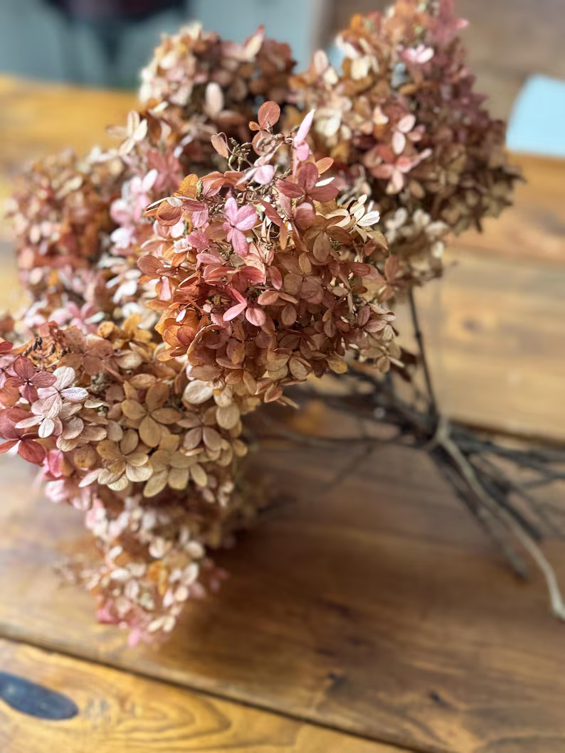 Dried Neutral Beige With Rosy Accents Limelight Hydrangea Stems, Dried Flowers, Dried Flower Head... | Etsy (US)