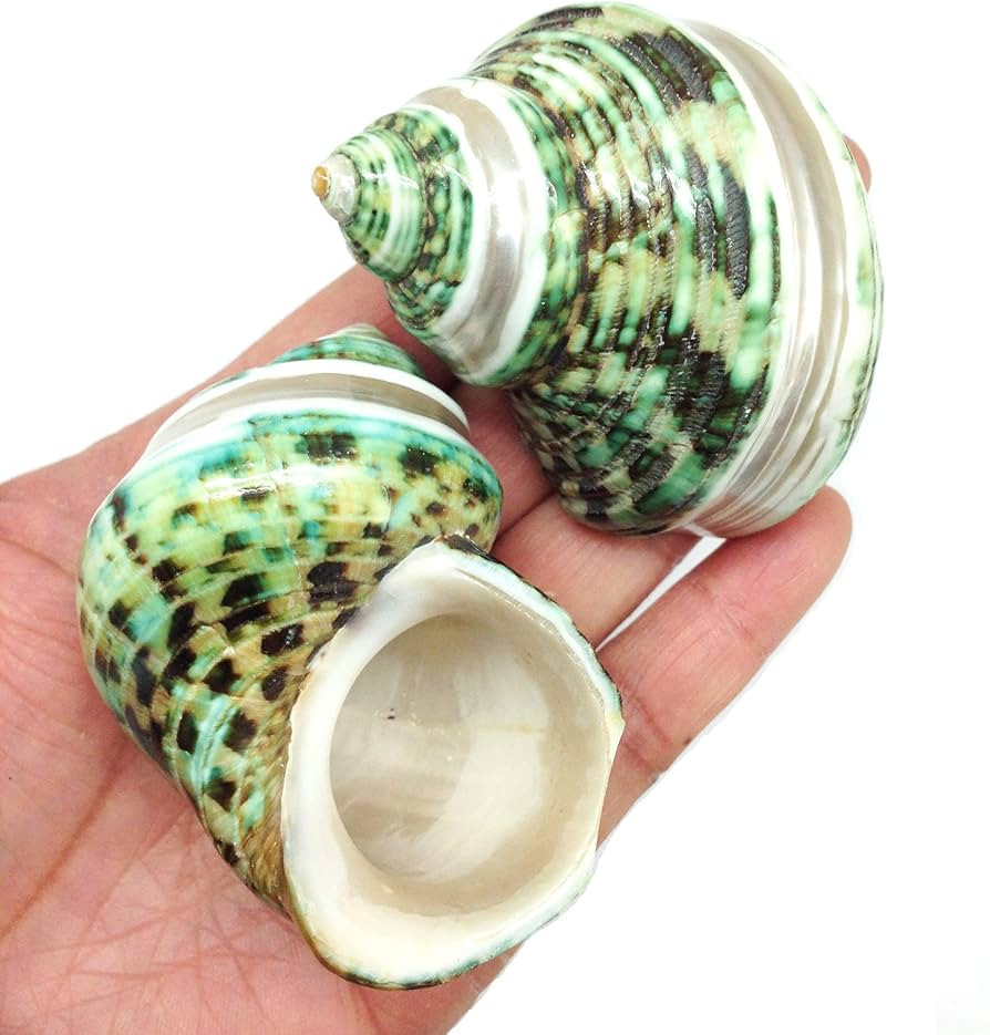 PEPPERLONELY 2 PC Natural Large Hermit Crab Shells, Banded Green Turbo, 2 Inch ~ 3 Inch | Amazon (US)