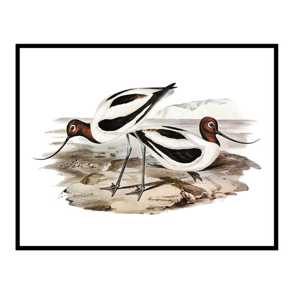 Vintage Two Sea Birds | Urban Garden Prints