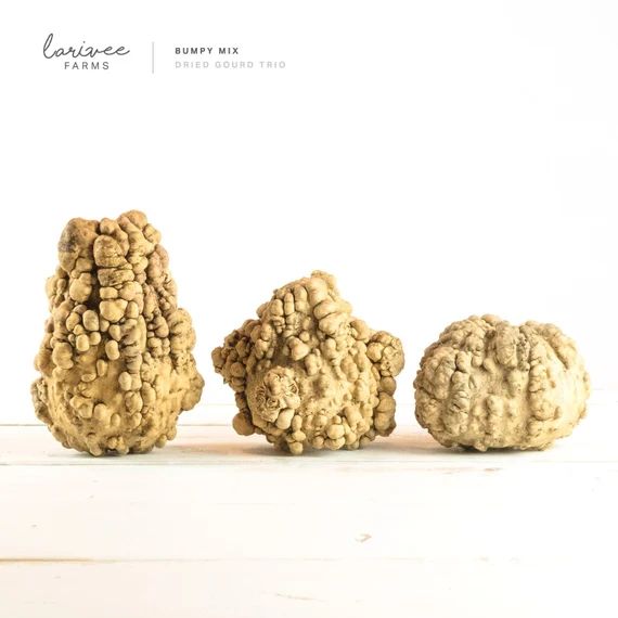 Bumpy Gourd Trio  Various Shapes - Etsy | Etsy (US)