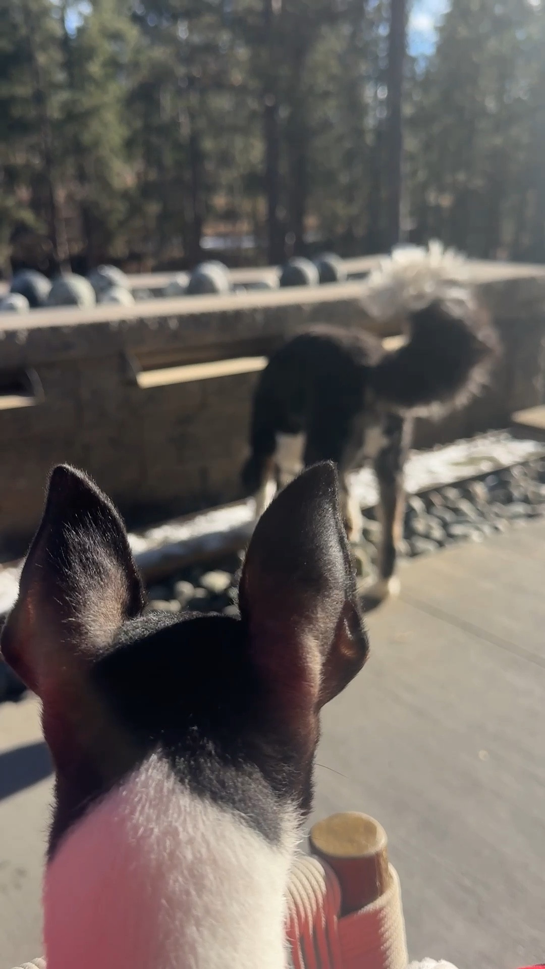 Pups recharging in the sun! Linking some of my favorite planters and outdoor rugs.

#LTKdayinmylife #LTKSeasonal #LTKHome