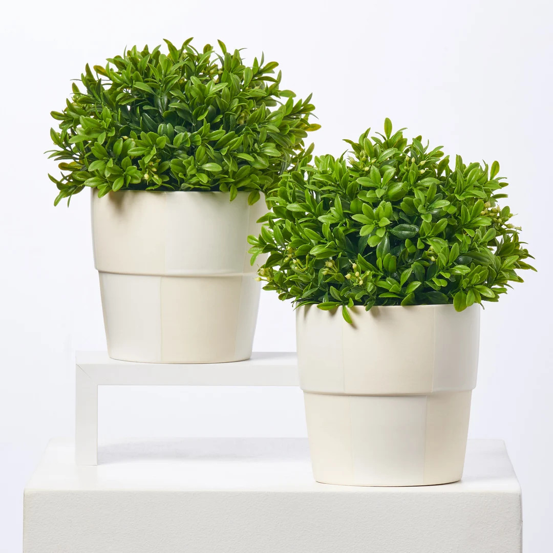 20 Inch Boxwood Tree Cone Topiary in Light Green Tinted Weathered Concrete Urn Single or Pair - E... | Etsy (CAD)