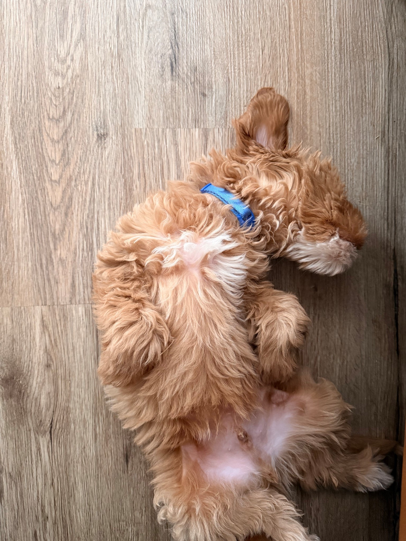 💙 The cutest accessory for your furry best friend 💙
Because they deserve to look as stylish as they are sweet 🐶✨

#petco #collar #dog

#LTKFamily #LTKStyleTip #LTKPets