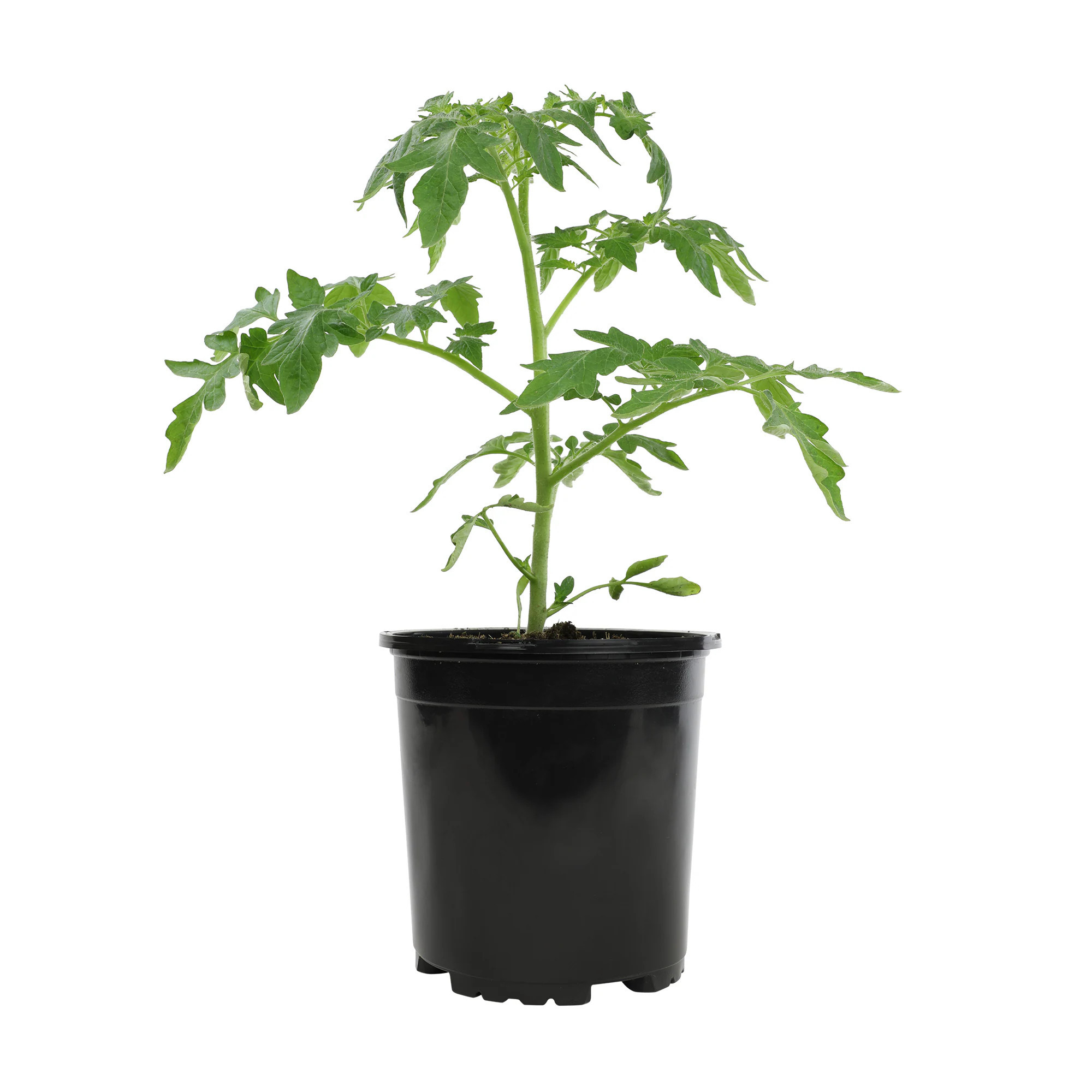Altman Plants 1.0 -Pack La Roma Tomato Plant in Pot one_size | 0873063 | Lowe's