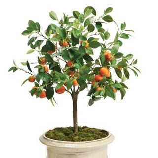 Outdoor Orange Tree | Frontgate