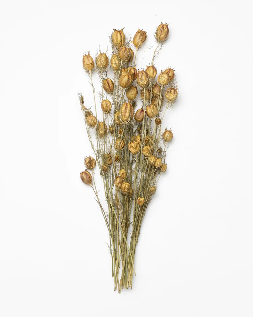 Dried Nigella Flowers | McGee & Co.