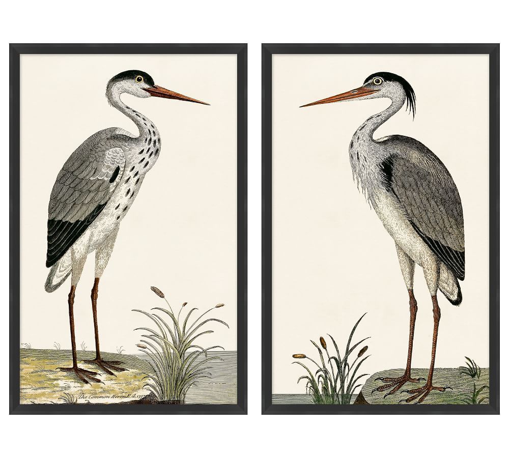 Spotted Heron Framed Prints | Pottery Barn (US)