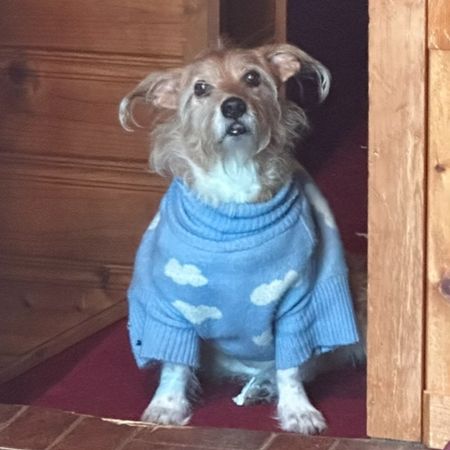 I got this sweater for Cloud… but it KIND of fits Hippo too :) Love everything that Little Beast has for pups! 

#LTKSeasonal