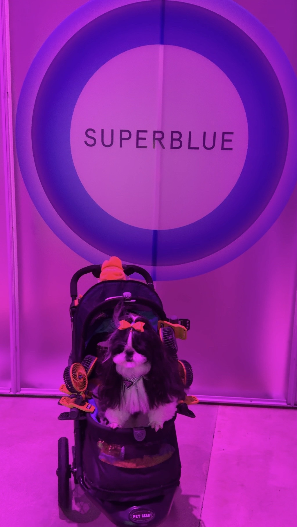 SUPERBLUE Miami was a dream for anyone who loves art, color, creativity, and immersive experiences. From interactive light installations to larger than life projection rooms, every space felt like stepping inside a work of art. Nirvana rounded up art inspired handbags that capture the same bold colors, unique details, and statement making style seen throughout this unforgettable Miami experience.

Nirvana the Shih Tzu 💋 Nirvana Approved

#LTKgrwm #LTKdayinmylife #LTKTravel