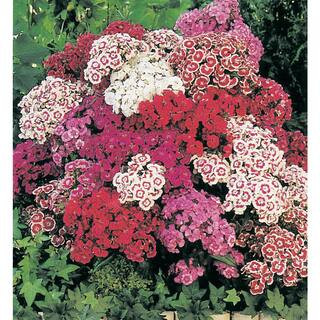 Gardens Alive! Pinocchio Diantus Mixture Flowering Perennial Starter Plant (1-Pack) 93904 - The H... | The Home Depot