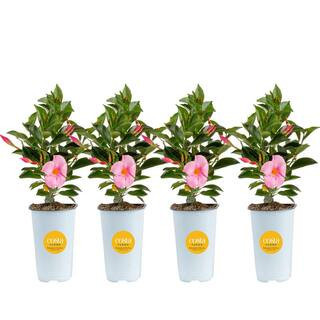 Pink Premium Mandevilla Outdoor Plant in 1.5 pt. Grower Pot, Avg. Shipping Height 1 ft. Tall (4-Pack) | The Home Depot