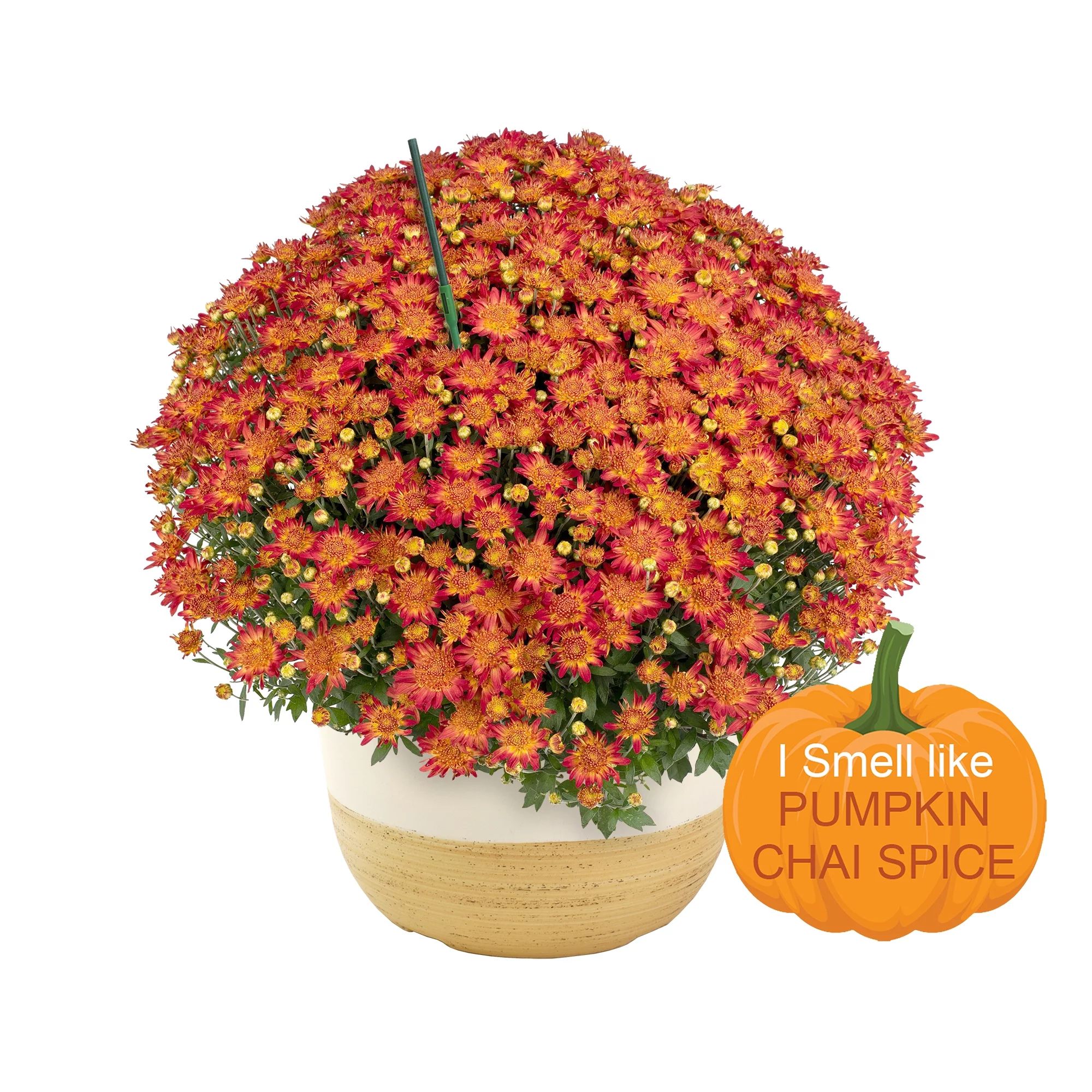 Better Homes & Gardens 1G Autumn Sunset Mum with Pumpkin Chai Spice Scented Stick | Walmart (US)