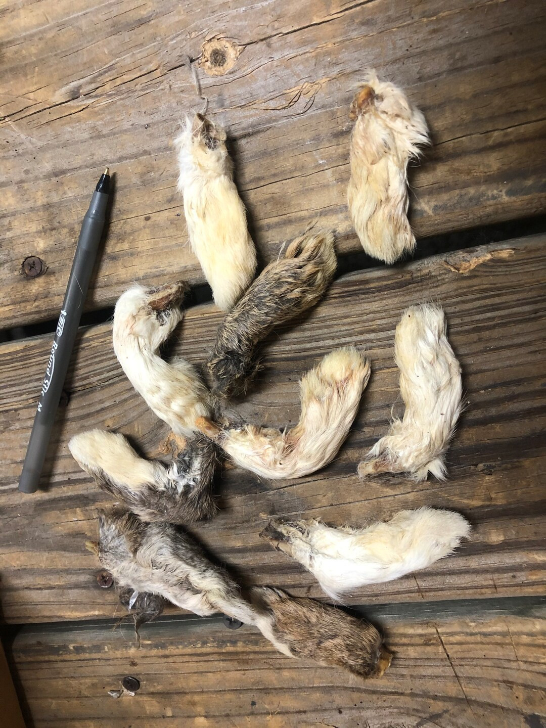 Rabbit Feet FRONT FEET, Dehydrated 12 Pack, Hair on Treats Chews Bone Ear | Etsy (US)