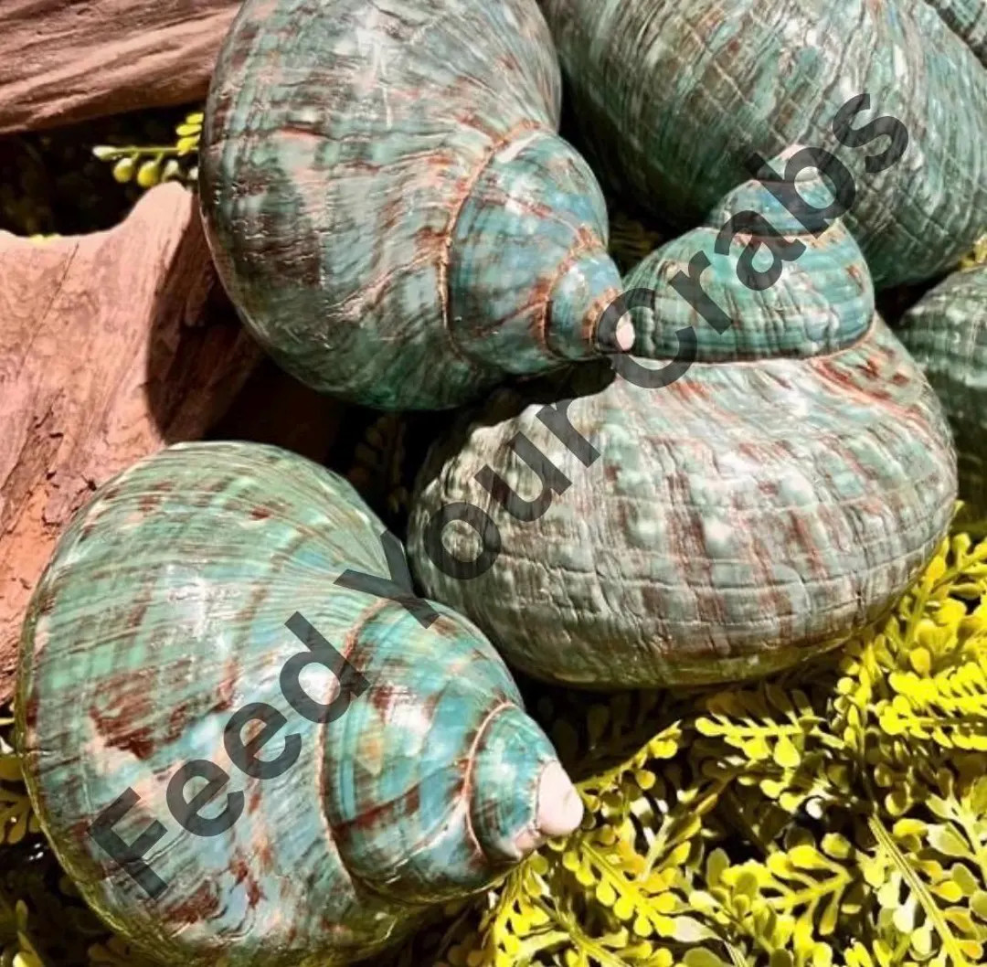 XXL Polished Turbo Jade Shell, Hermit Crab Habitat, Nautical Decor - Etsy | Etsy (US)