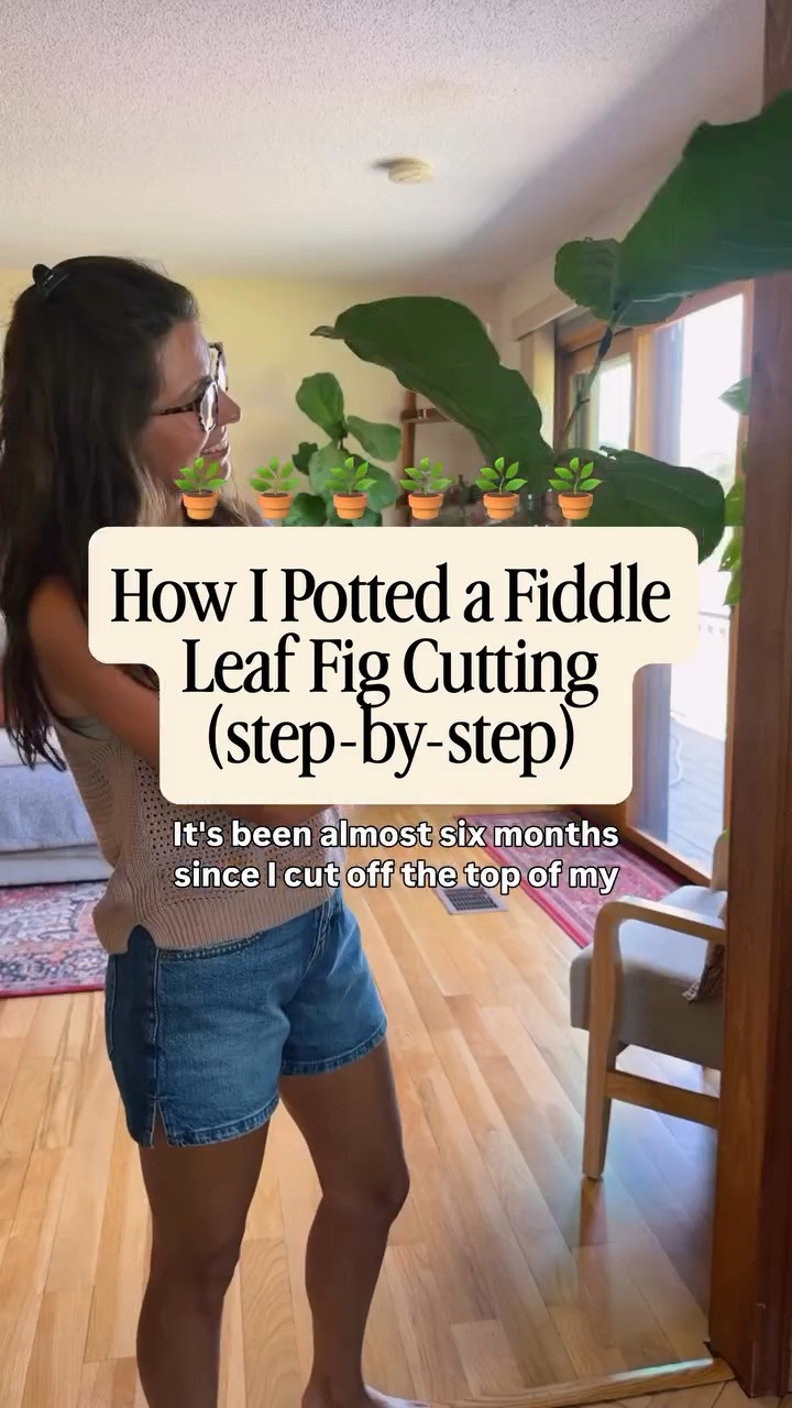 Here’s how to pot your your fiddle leaf fig cutting🌱🪴✂️

1. Choose the right pot
Use a pot only slightly bigger than the roots—usually 4–6 inches wide.Too large of a pot can keep the soil too wet.

2. Add soil to the pot
Fill the bottom of the pot with soil.

3. Place the cutting
Gently position the rooted cutting in the center. Spread roots carefully.

4. Fill around the roots
Add soil around the cutting until the roots are covered. Lightly press the soil and don’t pack too tight.

5. Water thoroughly
Water it really well to help settle the roots. 

6. Put it in bright indirect light
Place near a bright window with filtered light.

Aftercare tips:
* Keep soil lightly moist for the first few weeks
* Avoid fertilizing for about a month
* New growth usually means it’s adapting well
* Don’t overwater it

What plant cutting did you plant most recently? How did it do?


Small in my apricot in my tank, small in my bra, 00 in my denim shorts (medium wash—size up if you want looser! Waist is tighter). My sandals are size 36. My necklace is from Acorns and Twine and I highly recommend. I also linked similar!
My bag is the small one🤎

#fiddleleaffigpropagation #plantpropagation #chopandprop #plantmom #houseplants

#LTKgrwm #LTKootd #LTKPetite