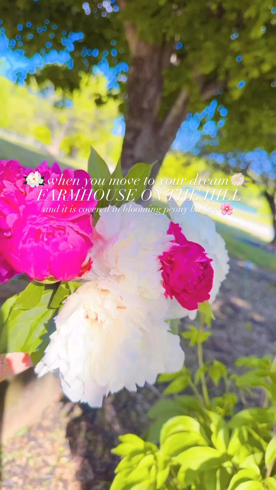 When you move to your dream farmhouse on the hill and it is covered in blooming peony bushes 🌸

#LTKHome