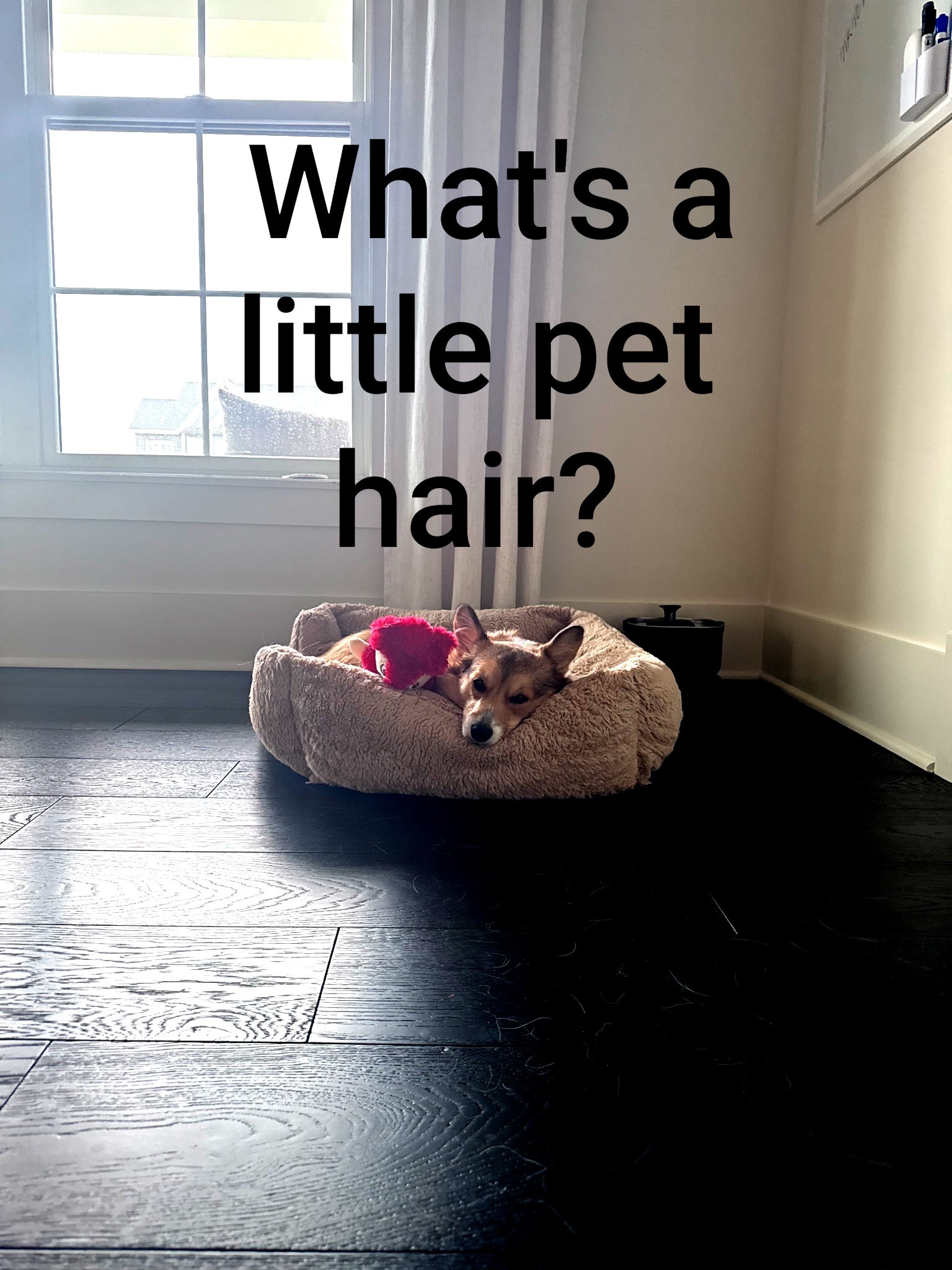 Yes, we have 2 corgis and black hardwood floors. 😵‍💫🤣 

#LTKPets #LTKFamily