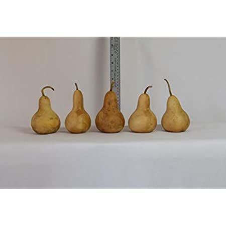 Box of 5 Dried Martin Gourds - 4" Diameter | Amazon (US)