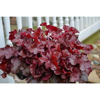 4.5 in. Quart Dolce Cherry Truffles Coral Bells (Heuchera), Live Plant, Red Foliage | The Home Depot