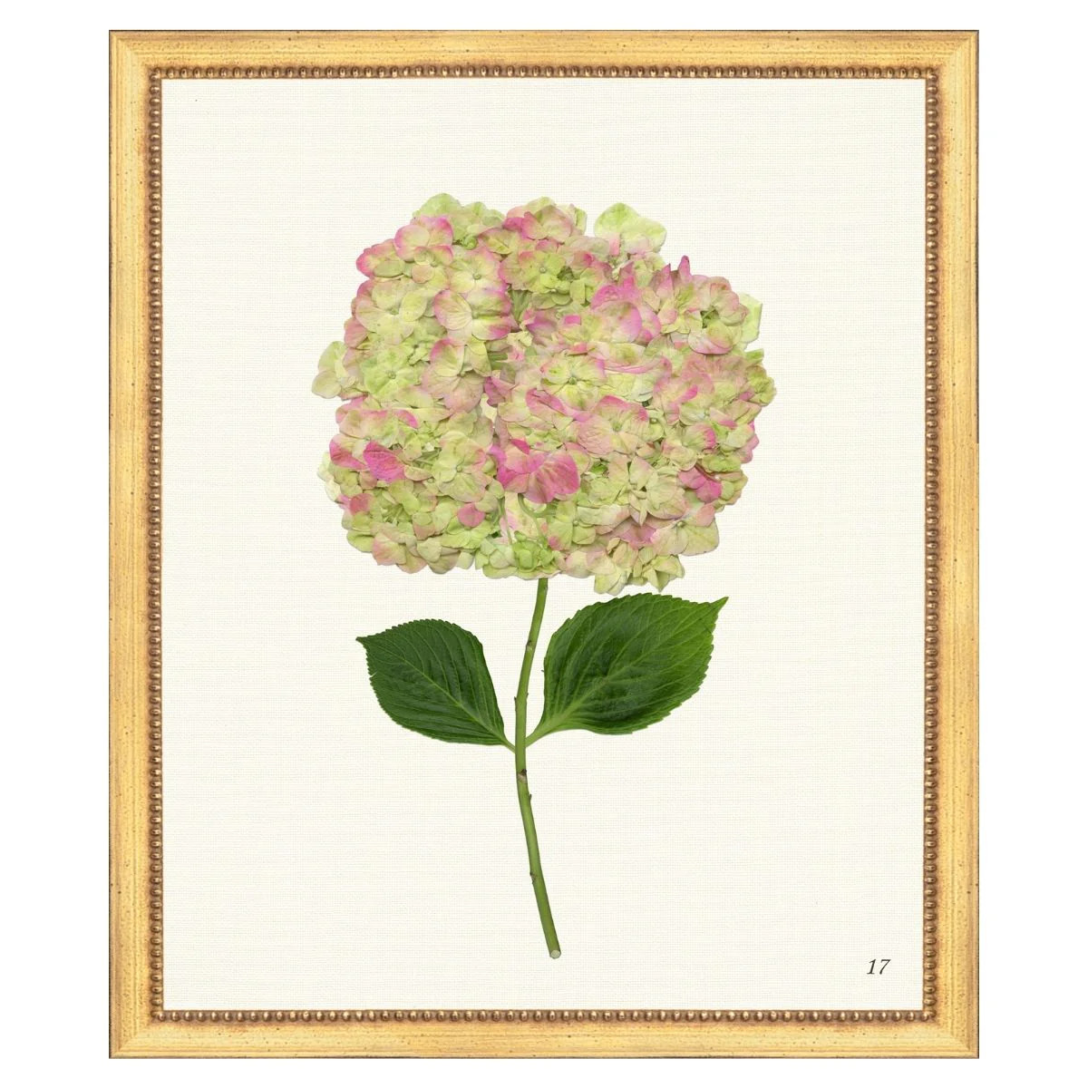 Pink Hydrangea I | Caitlin Wilson Design