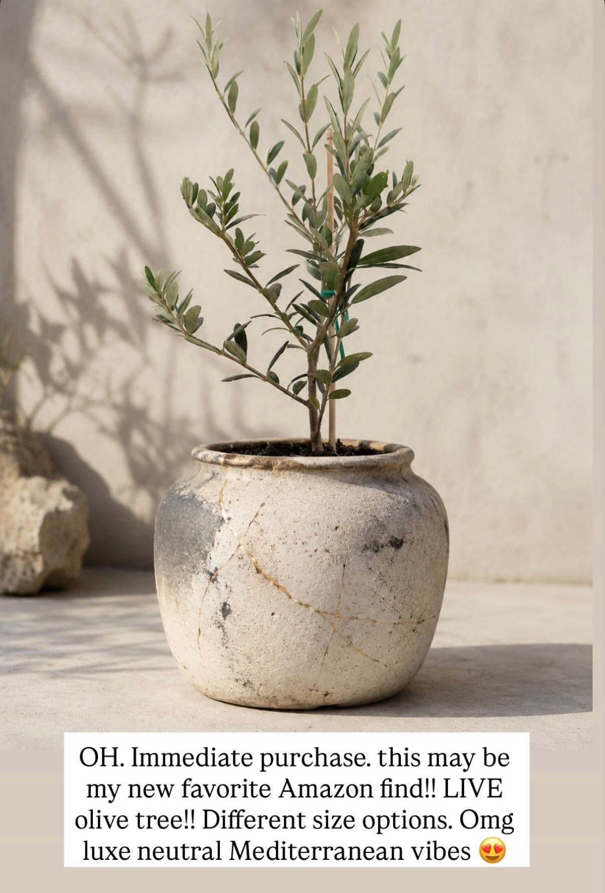 OH. Immediate purchase. this may be my new favorite Amazon find!! LIVE olive tree!! Different size options. Omg luxe neutral Mediterranean vibes 😍