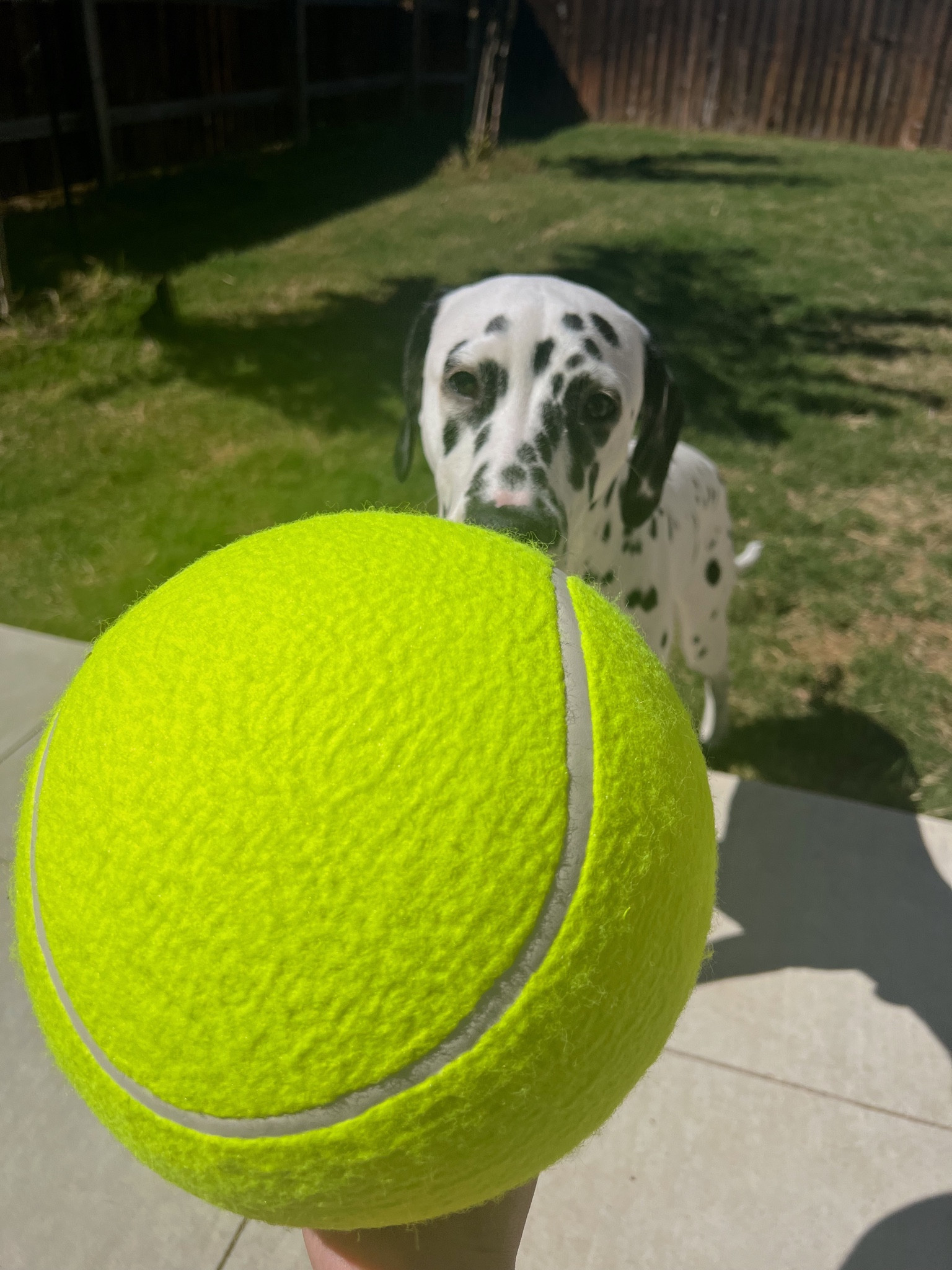 giant tennis ball 🎾 dog toys 