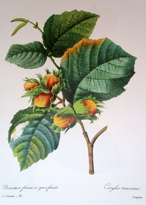 P.J. Redoute # 85 Corylus maximus vintage print | eBay US