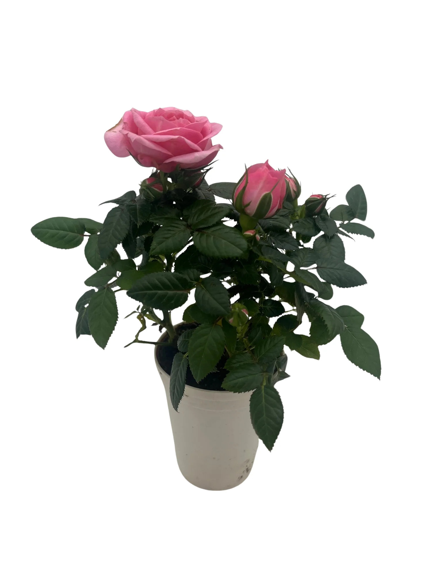 Tiny Blooms Big Love Pink Mini Rose -2.5" Self Watering Pot | Walmart (US)