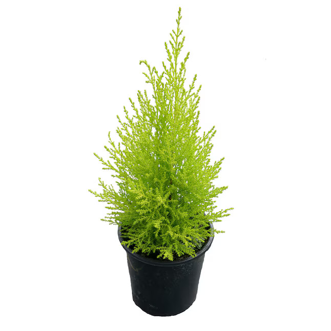Lemon Cypress Plant in 2.5-Quart Pot | Lowe's