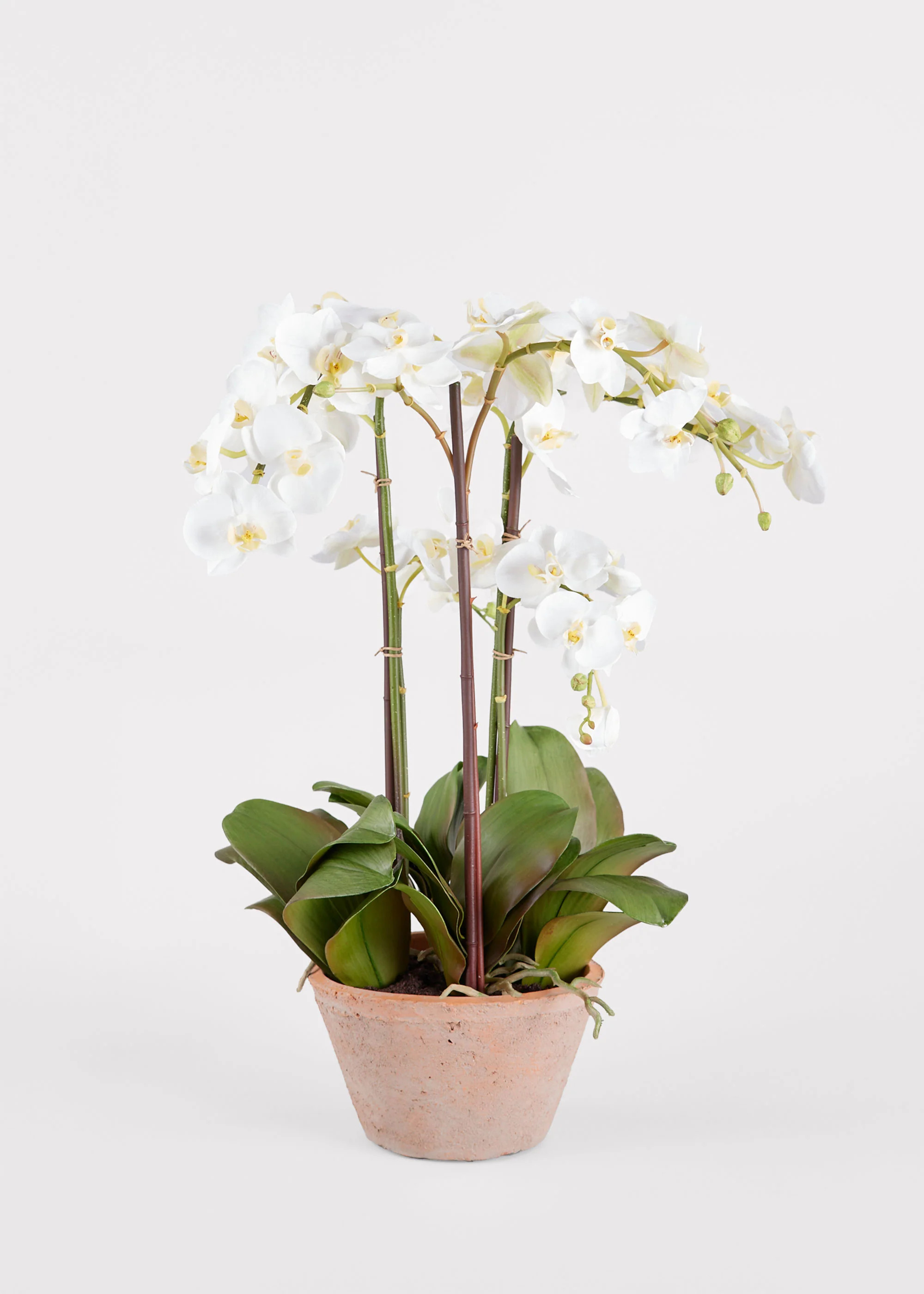 Potted Orchid Plant in White | Faux Flower Arrangements at Afloral.com | Afloral