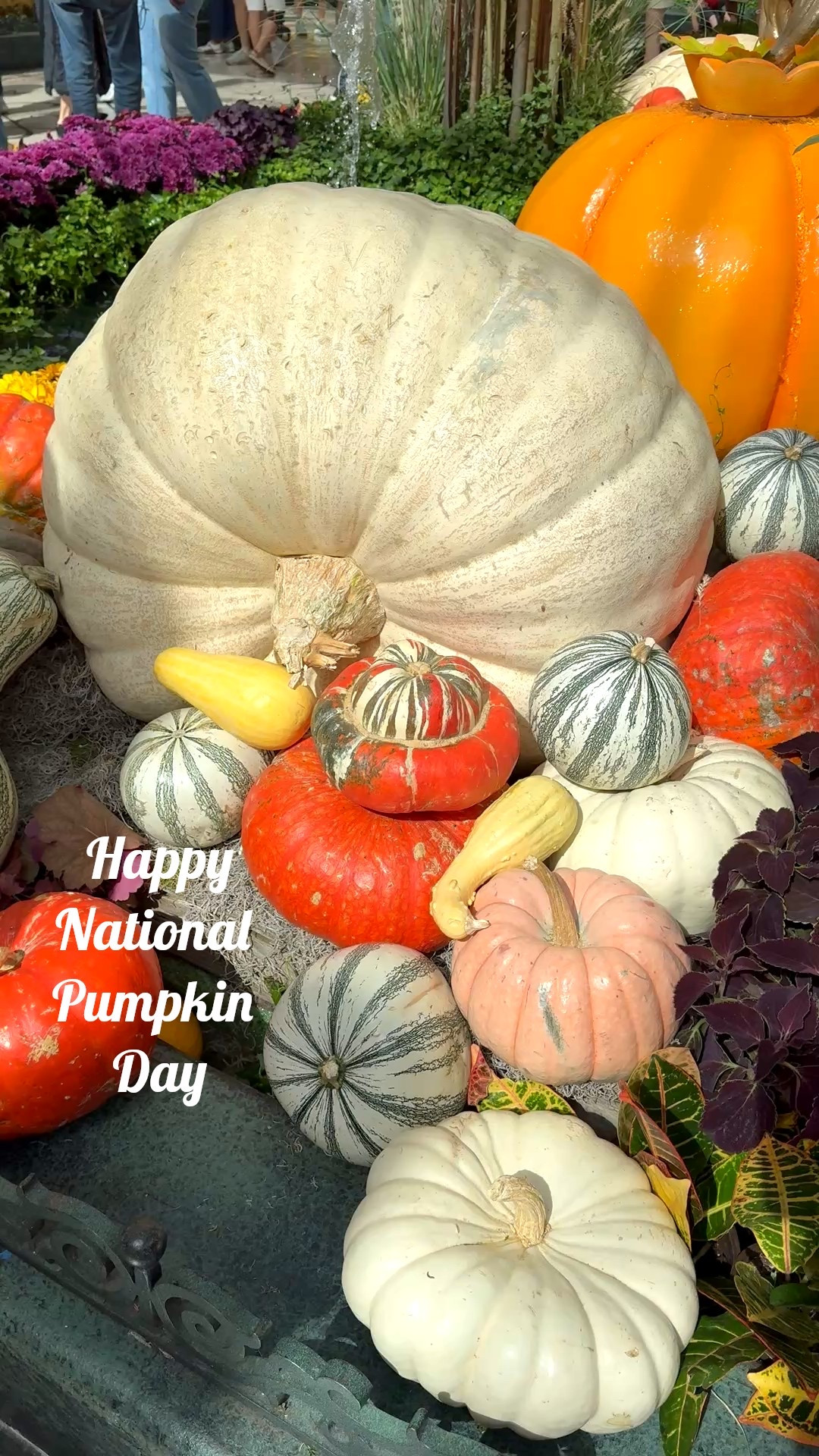 Such a beautiful fall display at the Bellagio Hotel in Las Vegas 🤎

#LTKHalloween #LTKHoliday #LTKSeasonal