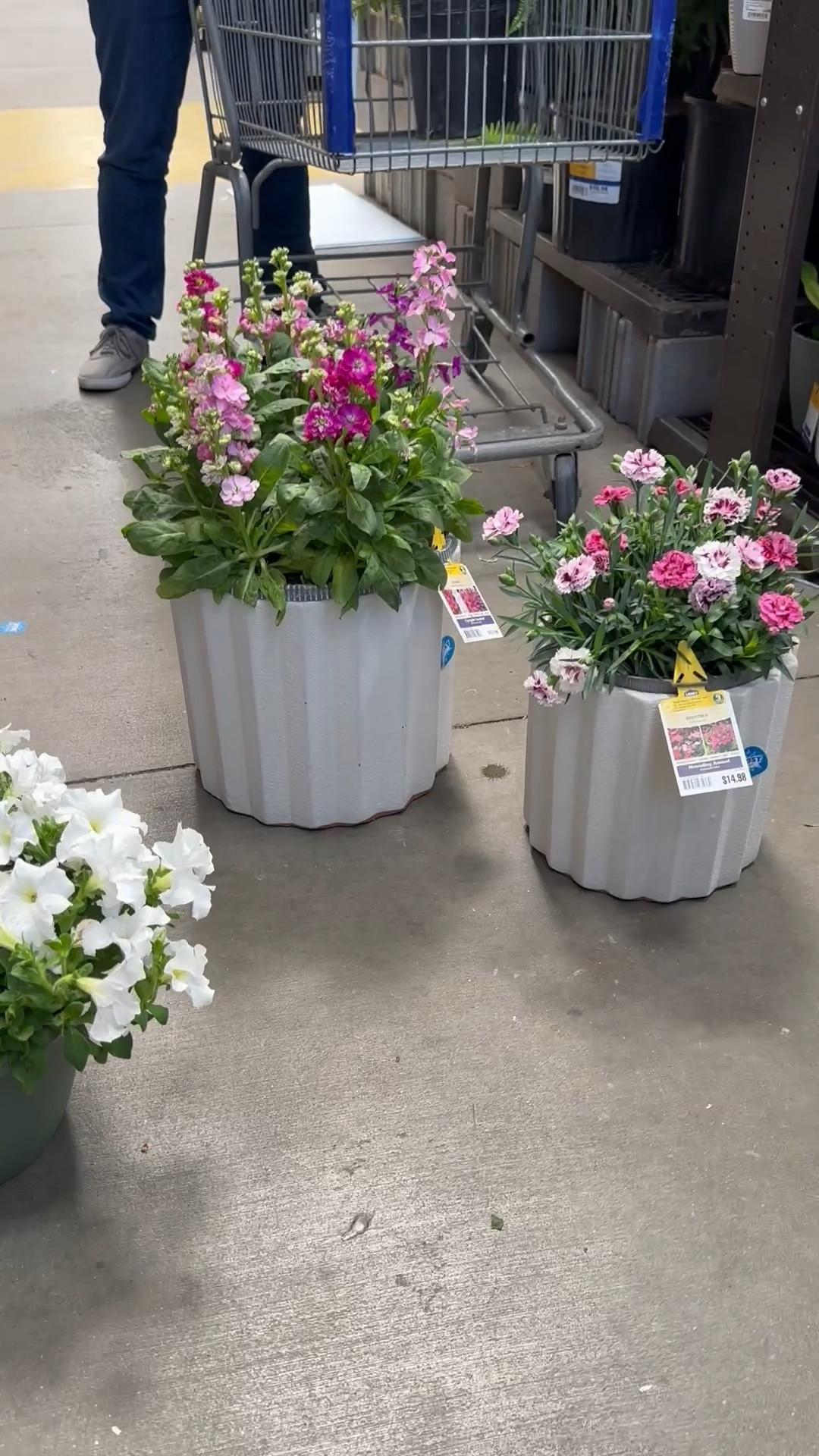 Love the fluted planter with anything in it! Great porch or patio pots this outdoor season. 
@loweshomeimprovement


#LTKHome #LTKSeasonal #LTKFindsUnder50