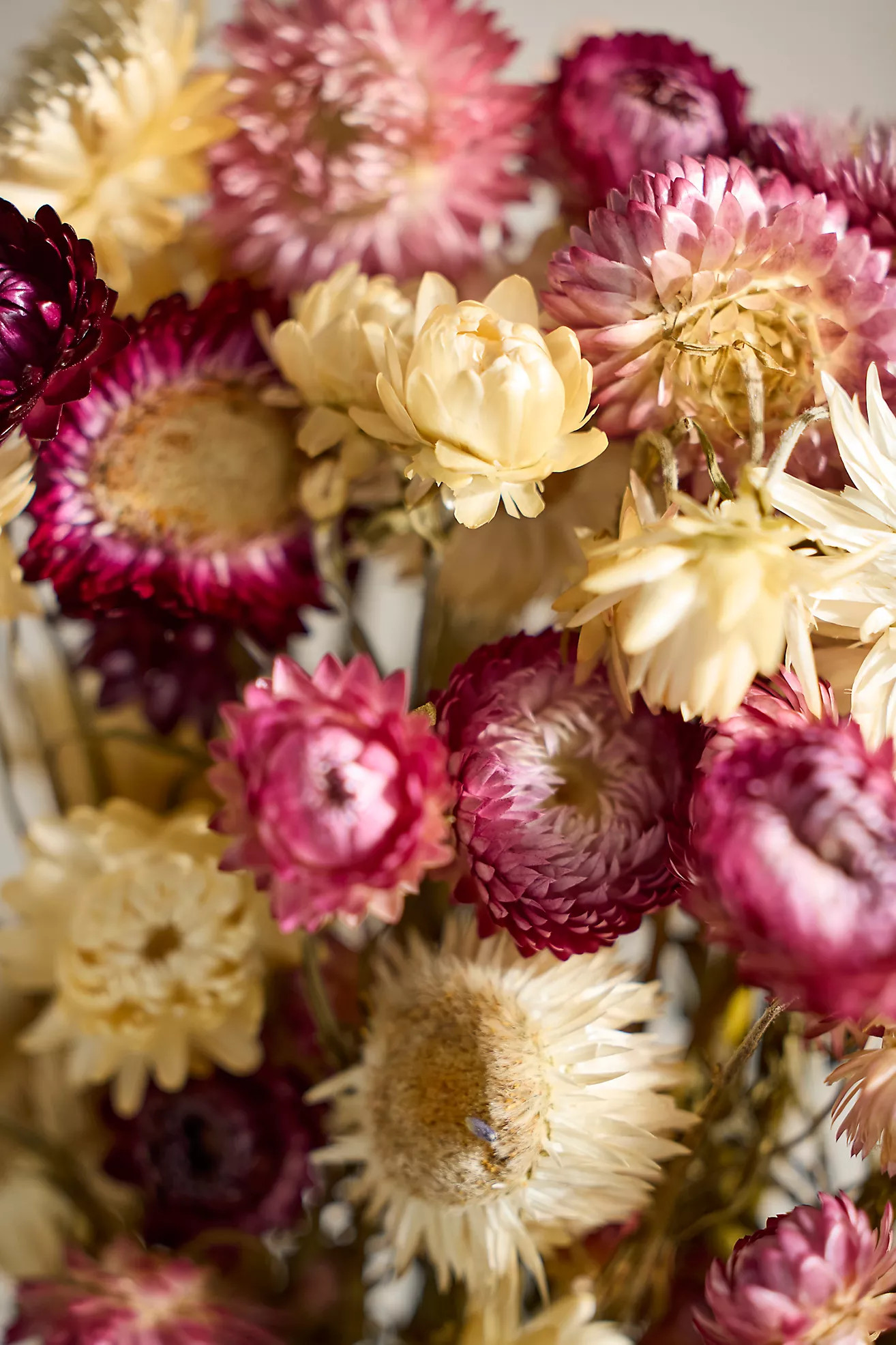 Preserved Strawflower Bunch | Anthropologie (US)