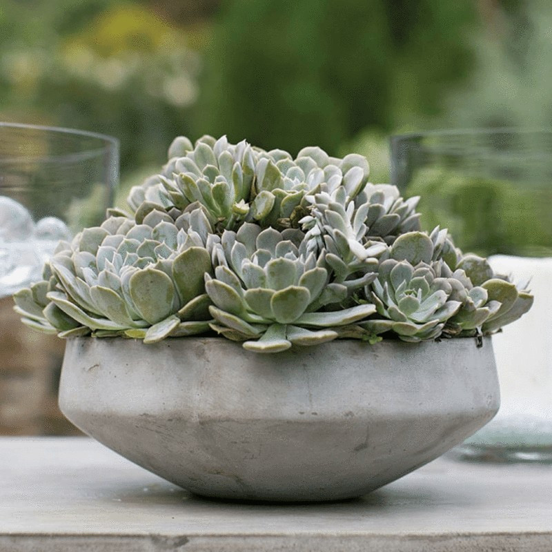 Axton Bowl | Winnoby 