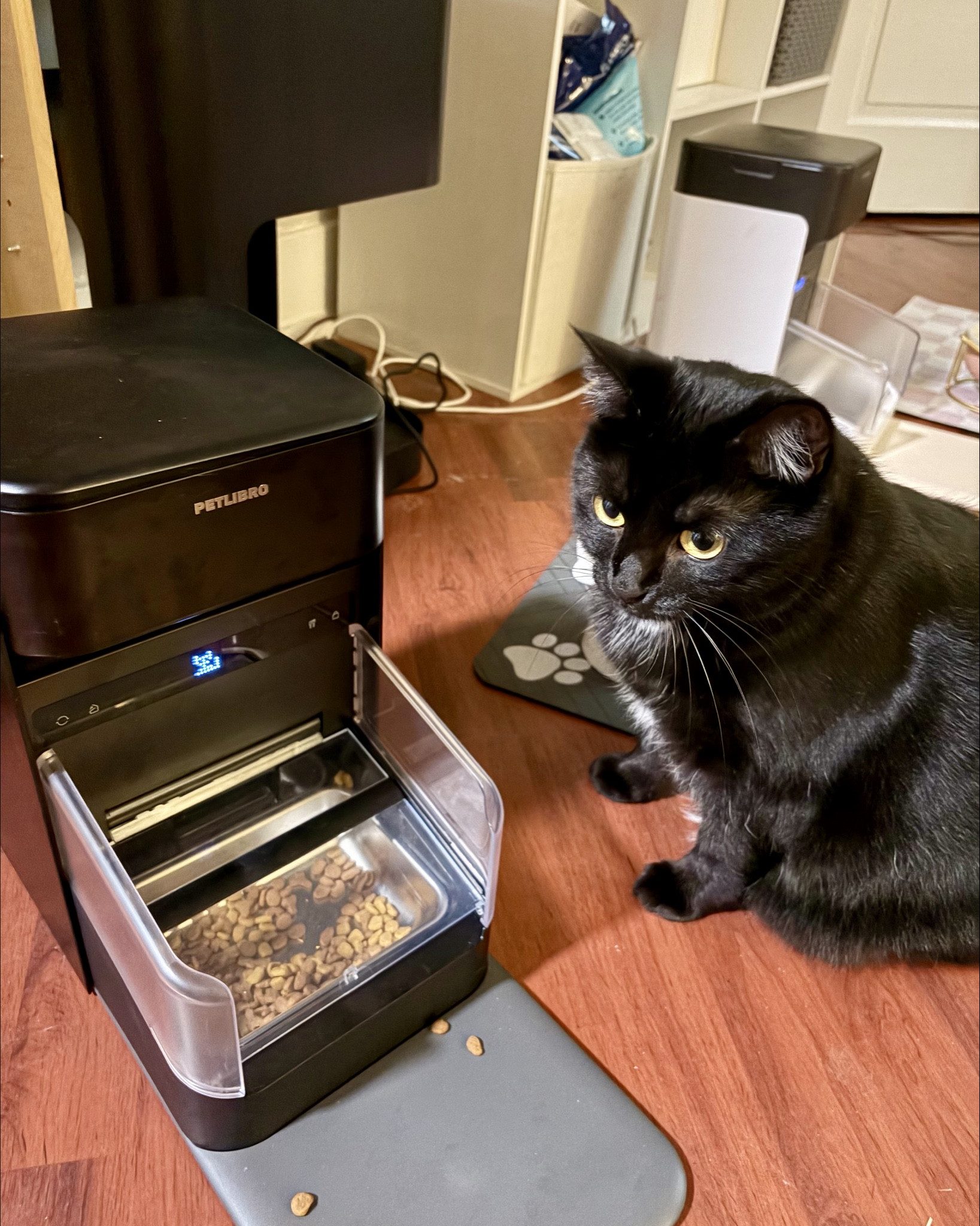 So lou got his own automatic feeder today, yet Lucy thinks the food is hers. BUT this feeder uses a RFID tag sensor to only allow your specific cat to eat out of the feeder!!! So no this won’t open for her haha 

#LTKdayinmylife