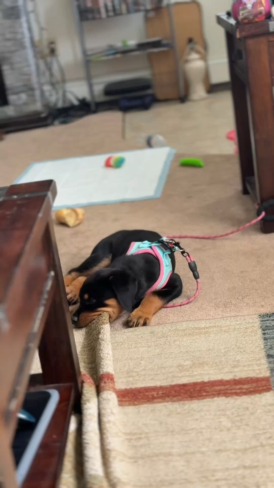 Naughty girl!! She’s lucky she’s so cute!! Anywho.. got her cute leash and harness from Amazon!

#LTKHome #LTKActive